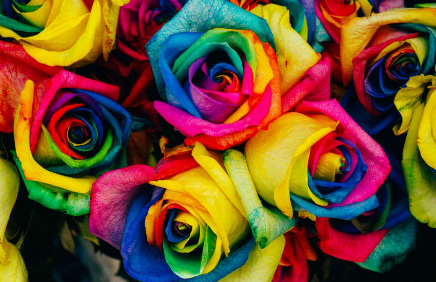 A bouquet of rainbow roses